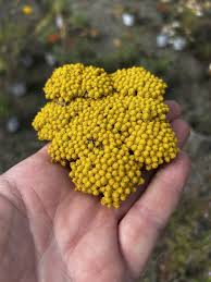Image result for Achillea filipendulina