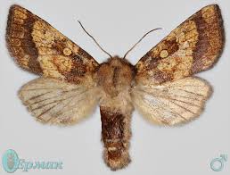 Attēlu rezultāti vaicājumam “Gortyna flavago”