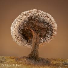 Attēlu rezultāti vaicājumam “Hemitrichia decipiens young”