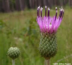 Attēlu rezultāti vaicājumam “Cirsium x rigens”