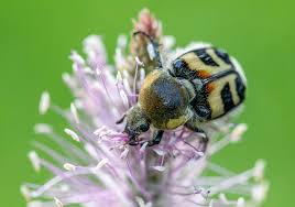 Attēlu rezultāti vaicājumam “Trichius fasciatus”