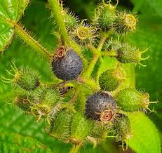 Attēlu rezultāti vaicājumam “Crepis paludosa fruit”