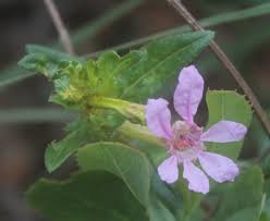 Attēlu rezultāti vaicājumam “Lythraceae”