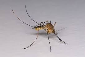 Attēlu rezultāti vaicājumam “Culex pipiens female”