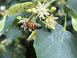 Attēlu rezultāti vaicājumam “Tilia tomentosa flower”