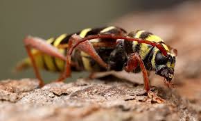 Attēlu rezultāti vaicājumam “Plagionotus detritus imago”