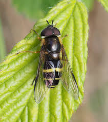 Attēlu rezultāti vaicājumam “Dasysyrphus tricinctus”