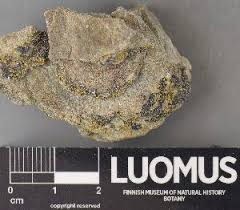 Attēlu rezultāti vaicājumam “Candelariella sp.”