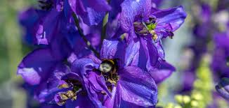 Attēlu rezultāti vaicājumam “Delphinium elatum”