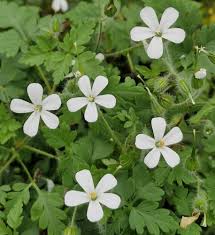 Attēlu rezultāti vaicājumam “Geranium robertianum flower”