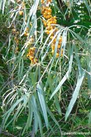 Attēlu rezultāti vaicājumam “Hippophae rhamnoides male flower”