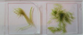 Attēlu rezultāti vaicājumam “Palustriella commutata sporophyte”