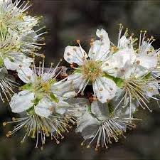 Attēlu rezultāti vaicājumam “Prunus domestica subsp. insitita”