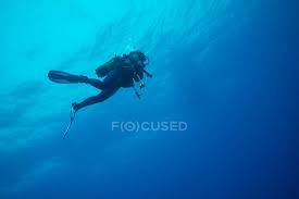 Image result for Canary Divers