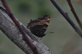 Attēlu rezultāti vaicājumam “Nymphalis xanthomelas upperside”