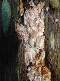 Attēlu rezultāti vaicājumam “Antrodia macra”