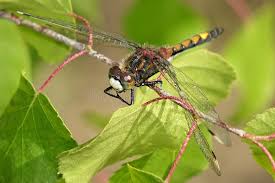Attēlu rezultāti vaicājumam “Leucorrhinia rubicunda”