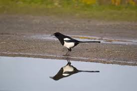 Attēlu rezultāti vaicājumam “Pica pica adult”