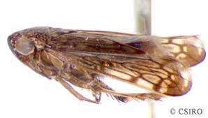 Attēlu rezultāti vaicājumam “Cicadellidae”