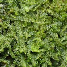 Attēlu rezultāti vaicājumam “Brachythecium salebrosum sporophyte”