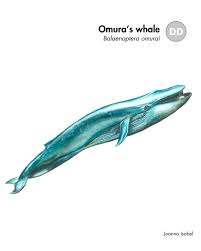 Image result for Balaenoptera omurai