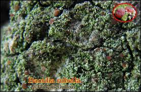 Attēlu rezultāti vaicājumam “Bacidia rubella”