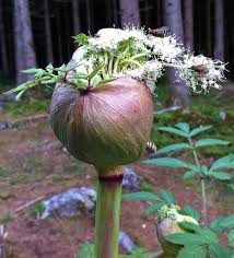 Attēlu rezultāti vaicājumam “Angelica sylvestris flower”