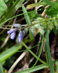 Attēlu rezultāti vaicājumam “Polygala amarella”