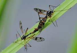 Attēlu rezultāti vaicājumam “Ptychoptera sp.”