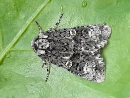 Attēlu rezultāti vaicājumam “Craniophora ligustri”