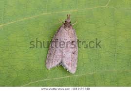 Attēlu rezultāti vaicājumam “Luquetia lobella”