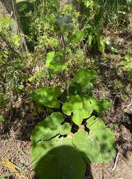 Attēlu rezultāti vaicājumam “Arctium tomentosum leaf”
