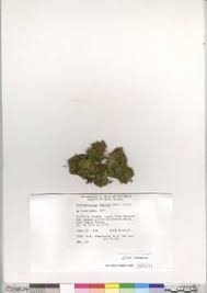 Attēlu rezultāti vaicājumam “Sciuro-hypnum populeum”