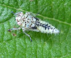 Attēlu rezultāti vaicājumam “Trioza dispar nymph”