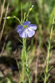 Attēlu rezultāti vaicājumam “Moehringia lateriflora flower”