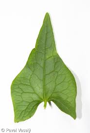 Attēlu rezultāti vaicājumam “Fagopyrum esculentum leaf”