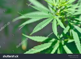 Attēlu rezultāti vaicājumam “Cannabaceae”