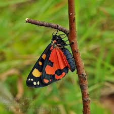 Attēlu rezultāti vaicājumam “Callimorpha dominula”
