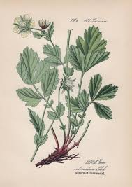 Attēlu rezultāti vaicājumam “Geum x intermedium”