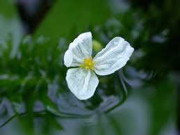 Attēlu rezultāti vaicājumam “Hydrocharitaceae”