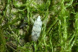 Attēlu rezultāti vaicājumam “Phytocoris tiliae”