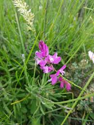 Attēlu rezultāti vaicājumam “Polygala comosa flower”
