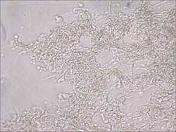 Attēlu rezultāti vaicājumam “Skeletocutis nivea”