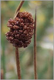Attēlu rezultāti vaicājumam “Juncus conglomeratus”