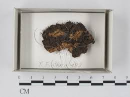 Attēlu rezultāti vaicājumam “Collaria arcyrionema”