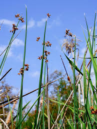 Attēlu rezultāti vaicājumam “Schoenoplectus lacustris subsp. lacustris”