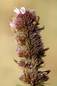 Attēlu rezultāti vaicājumam “Mentha spicata”