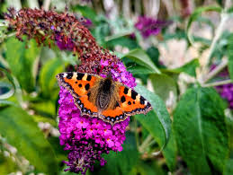 Attēlu rezultāti vaicājumam “Aglais urticae”
