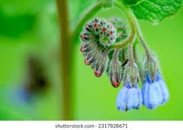 Attēlu rezultāti vaicājumam “Symphytum asperum flower”