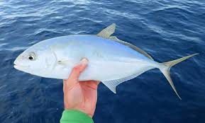 Image result for Caranx bartholomaei